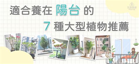 植物陽台|陽台種什麼植物好？7種懶人植物推薦 